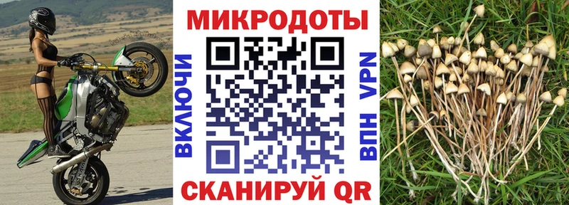 Галлюциногенные грибы прущие грибы Кинель